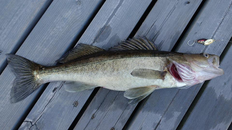 Walleye fish with hook in it's mouth, laying on a grey dock.
