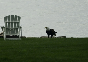 Bald Eagle photo by Oneida Lake Association members Bob and Louise Asmus