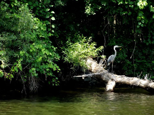 Photo by Margie Hastings Great Blue Heron sitting on a log over the water with green bushes in the background. Photo by Margie Hastings