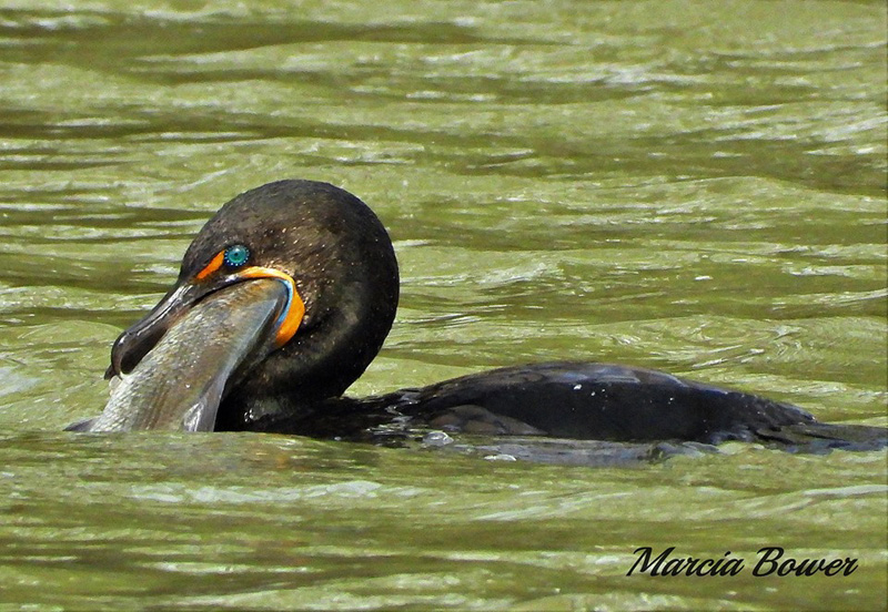 Cormorant swimming in the water with a fish in it's mouth. Photo by Marcia White Bower