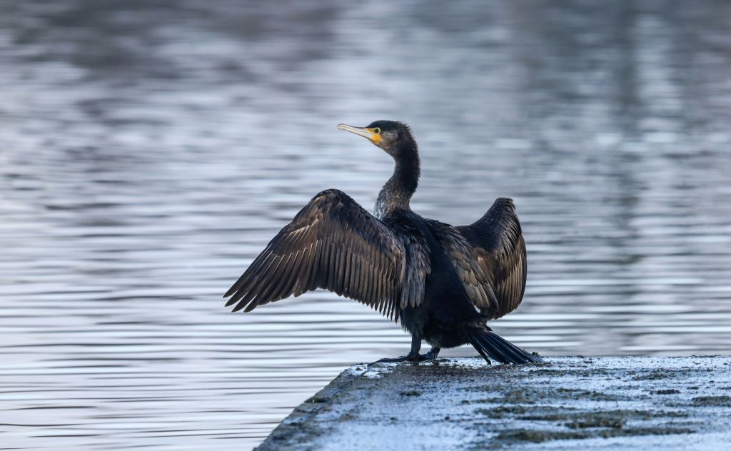 Black Cormorant bird sitting on a grey rock during the day over looking the water with wings spanned out.