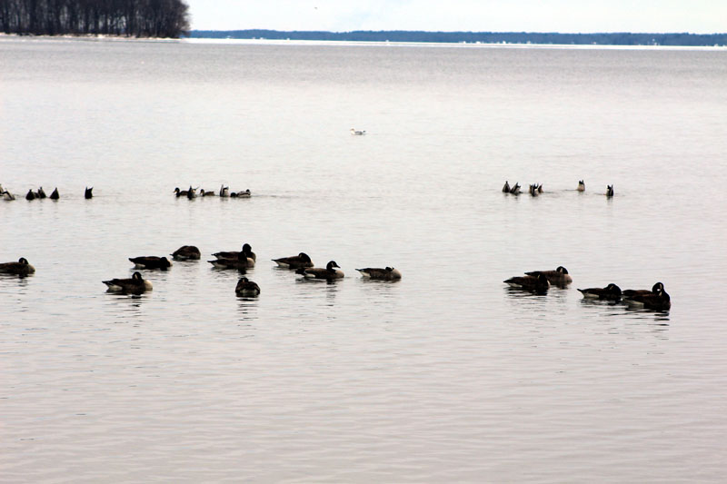 Oneida Lake Association - by Scott Shupe