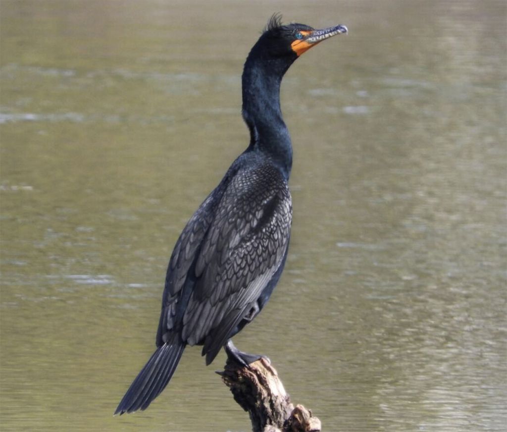 Cormorant sitting on a log over the water, it is black with green eyes and an orange and brown beak.