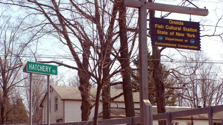 The NYS DEC Oneida Fish Hatchery, located in the Village of Constantia on the north shore of Oneida Lake, is one of the most important fish hatcheries in New York State — and it owes its existence largely to the remarkable productivity of Oneida Lake itself.